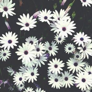 Meet your Posher, Alicia